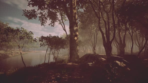 Wooded Forest Trees Backlit By Golden Sunlight