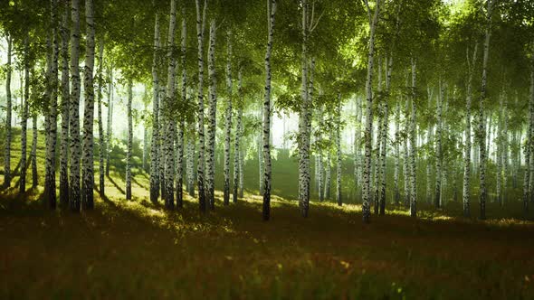 Summery Birch Grove During a Foggy Sunrise