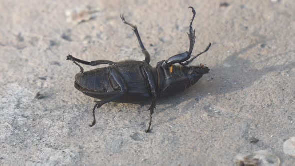 Stag Beetle Lucanus Cervus Female is Lying on Her Back on Concrete Floor and Cannot Turn Over