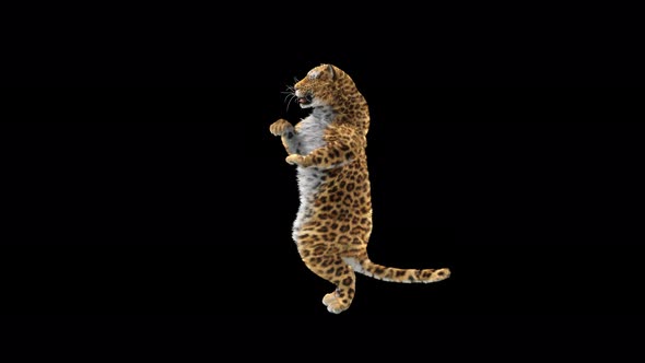 Leopard Dancing 4K