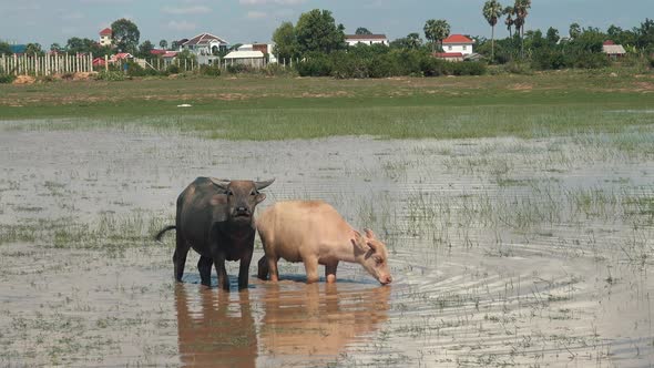 Two Water Buffalo Enjoying a Dip in a Water Hole