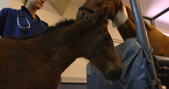 Surgeon standing with horse and foal in hospital 4k