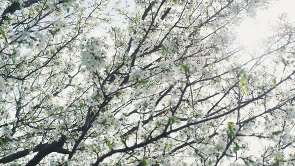 Spring Tree Branch Swaying Blowing on Wind