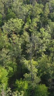 Aerial View of Trees in the Forest