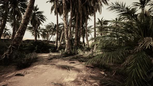 Sandy Dunes and Palm Trees in Desert Sahara