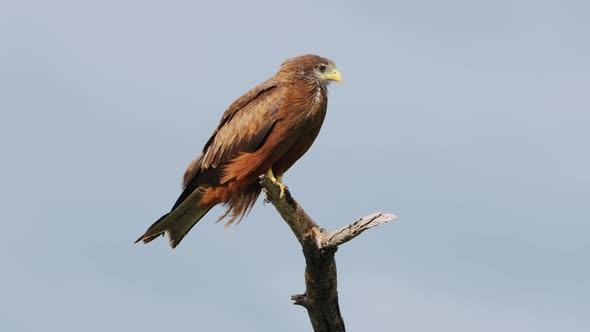 Resting Yellow-billed Kite On Windy Day In Central Kalahari Game Reserve, Botswana. Close Up