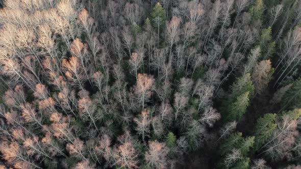 Aerial Shot of Spring Forest Landscape