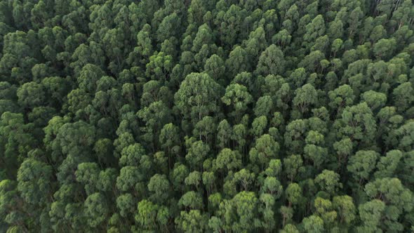 Tropical Forest Aerial