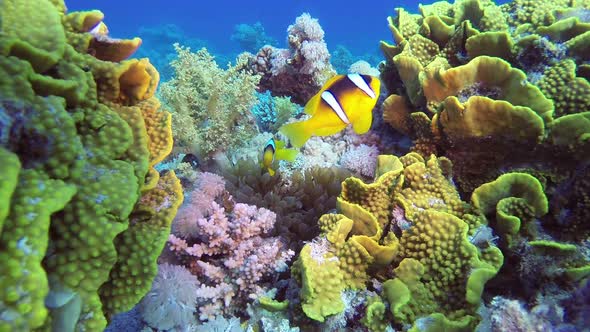 Clownfish and Colorful Corals