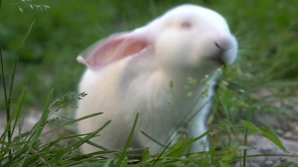 Funny Baby White Rabbit Eat Green Grass
