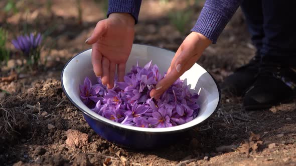 Saffron Harvest. Saffron flowers in metallic bowl. 