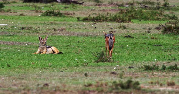 Black Backed Jackal, canis mesomelas, Adult standing on Trail, Masai Mara Park in Kenya