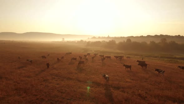 Herd of Cows on Sunlit Pasture