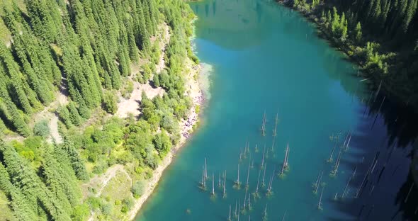 Coniferous Trees Rise From Depths of Mountain Lake