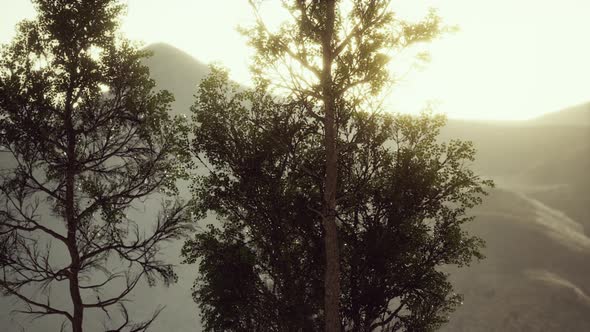 Carpatian Mountains Fog and Mist at the Pine Forest