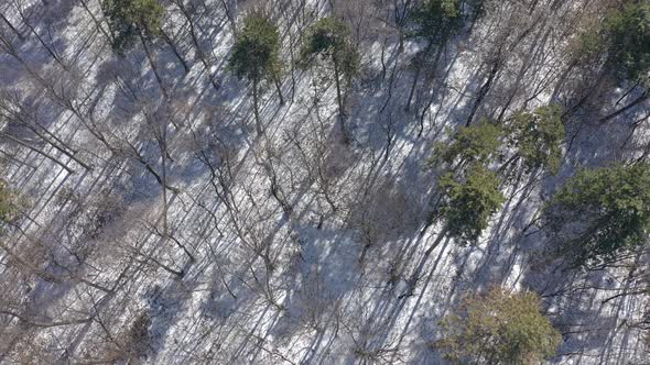 Long shadows of coniferous trees on snowed ground 4K drone video