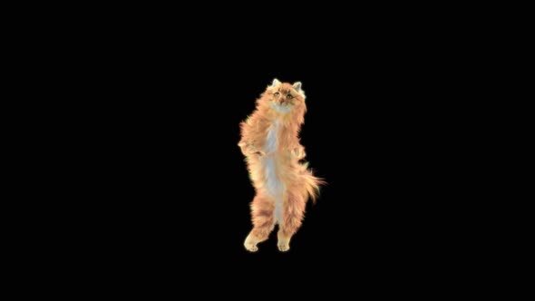 Cat Dancing HD