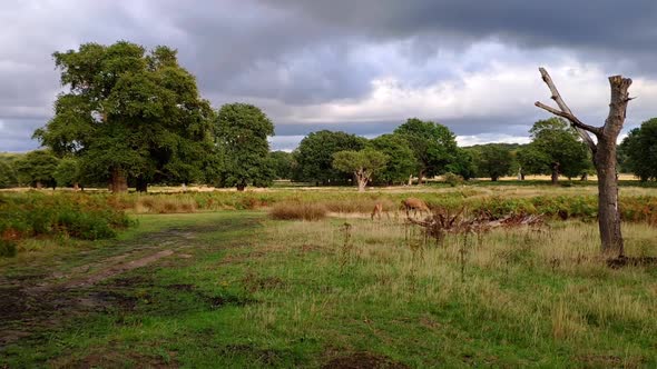 Richmond Park landscape in London. Lots of green and trees and a cloudy sky on a summer day. A femal