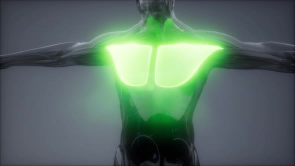 Pectorsl Muscule Visible Muscle Anatomy Map alt