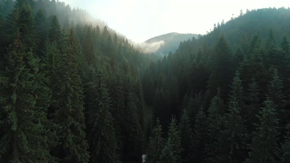 Flight Over Mountains Covered with Coniferous Forest