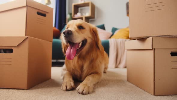 Closeup of Golden Retriever Dog Lying on Floor Between Delivery Boxes Ecommerce Shopping for Pets