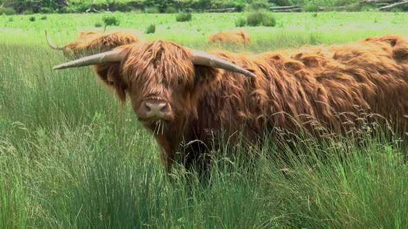 A grazing highland cow looks up startled.