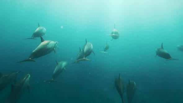 Flock of dolphins swimming in azure seawater