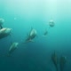 Flock of dolphins swimming in azure seawater - VideoHive Item for Sale