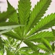 Marijuana Vegetation Plants, Background Green , Growing Cannabis Indica , Top View. Marijuana Leaves - VideoHive Item for Sale