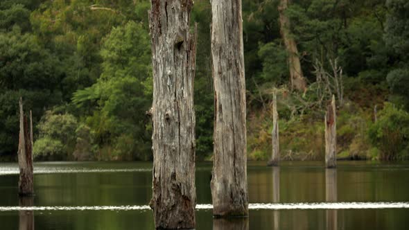 Beautiful Lake Elizabeth located in the Otway Ranges Rain Forest National Park, Victoria Australia.