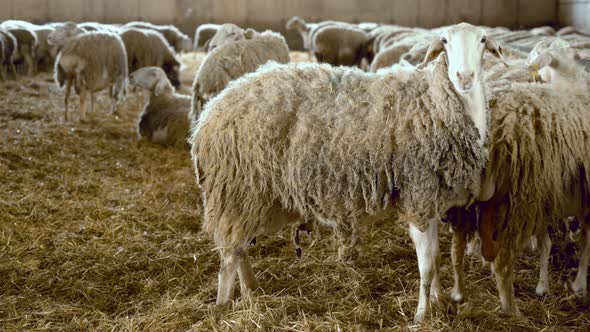 Flock of Sheep in Stable