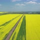 Drone Flies Low Over Yellow Rapeseed Field - VideoHive Item for Sale