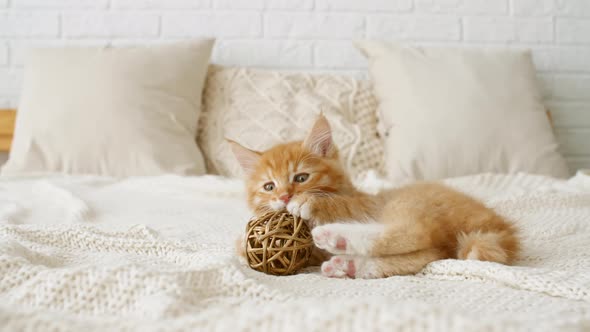 Kitten Cuddling with a Small Ball