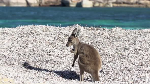 Baby kangaroo relaxing on the lucky bay beach 