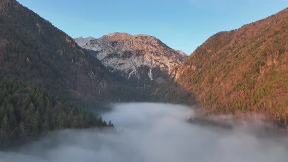 Foggy day in the autumn forest