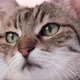 Beautiful tabby cat looking and playing - VideoHive Item for Sale