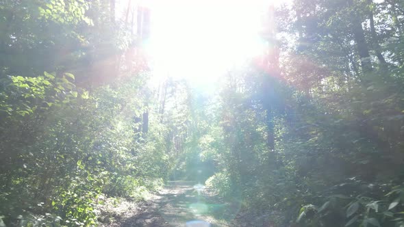 Beautiful Green Forest on a Summer Day Slow Motion