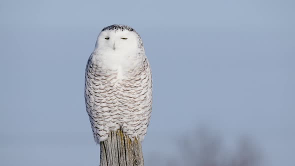 Snowy Owl perched on fencepost turns head right to left