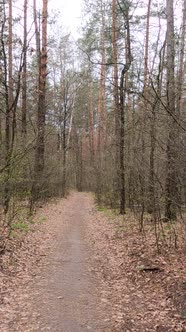 Vertical Video of the Small Road in the Forest During the Day