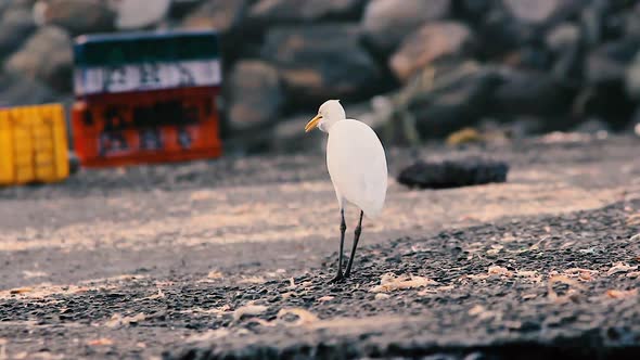 A young White heron bird looking for food dry waste fishes near a shore with sharp eyes video backgr