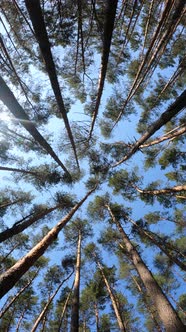 Vertical Video of the Forest By Day