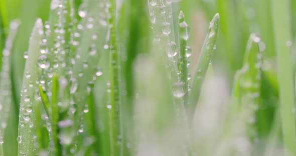 Green Grass Closeup Super Macro Shooting