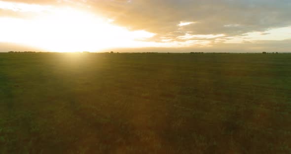 Flight Above Rural Summer Landscape with Endless Yellow Field at Sunny Summer Evening