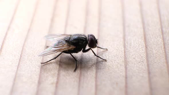 Domestic Fly In Detail