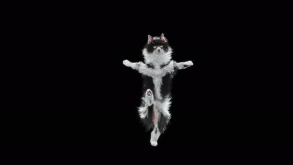 Cat Dancing 4K