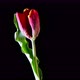 Red Tulip Flower On Black Background - VideoHive Item for Sale
