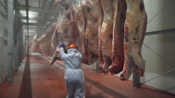 Meat Processing Plant Worker Moves a Suspended Beefs Carcass to a Warehouse Back View Work in the