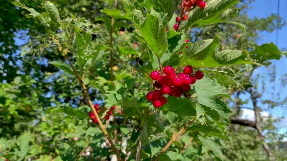 Viburnum or Guelder Rose