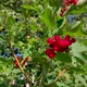 Viburnum or Guelder Rose - VideoHive Item for Sale