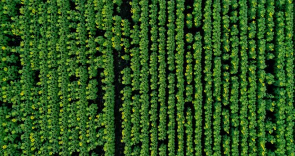 Scenic abstract agricultural fields. Aerial view